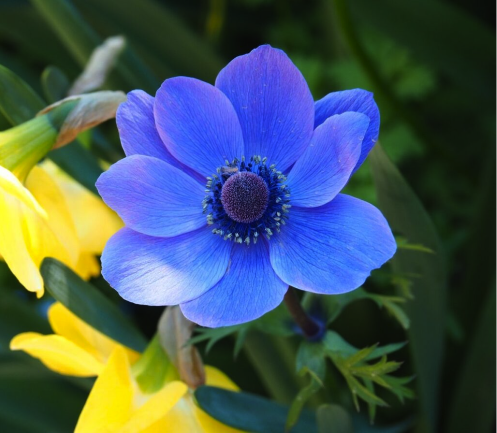 Beautiful flower